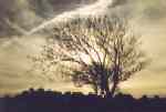 Windgekrümmter britischer Baum