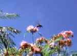 Kolibri im Schwebeflug