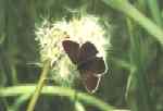 Schmetterling auf Pusteblume