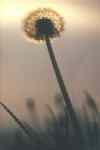 Pusteblume im Gegenlicht