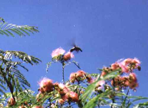 Kolibri im Schwebeflug