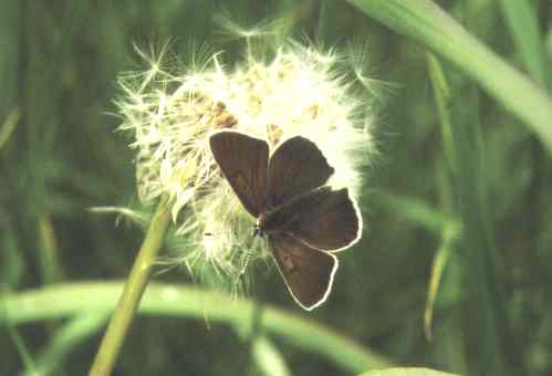 Schmetterling auf Pusteblume