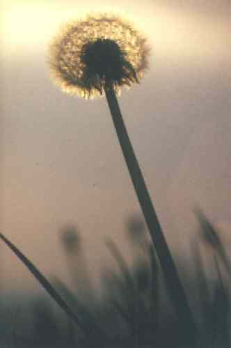 Pusteblume im Gegenlicht