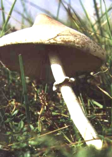 Pilz