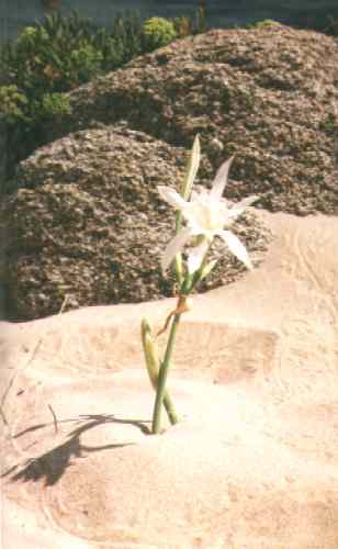 Blume im Sand